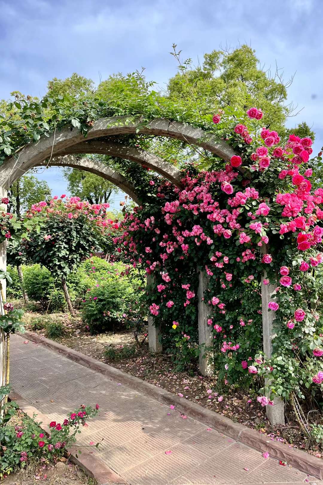 玫瑰 蔷薇 月季(武汉市新洲区香草伊甸园)