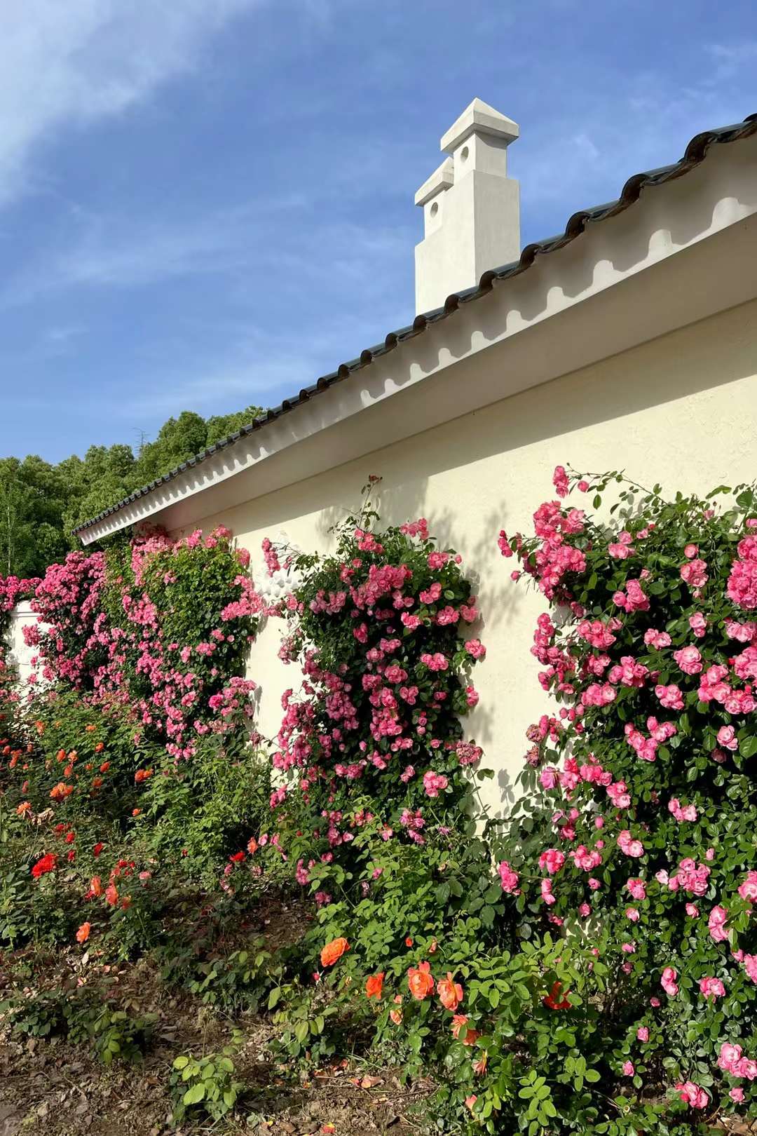 玫瑰 蔷薇 月季(武汉市新洲区香草伊甸园)