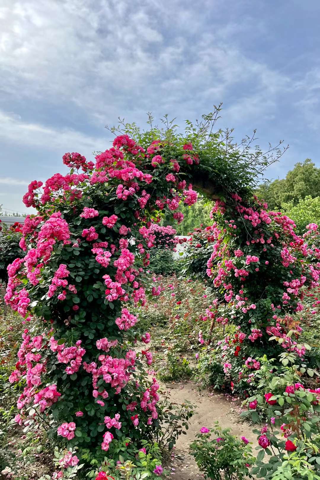 玫瑰 蔷薇 月季(武汉市新洲区香草伊甸园)