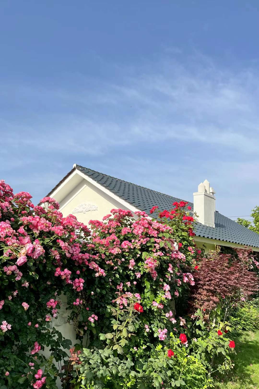 玫瑰 蔷薇 月季(武汉市新洲区香草伊甸园)