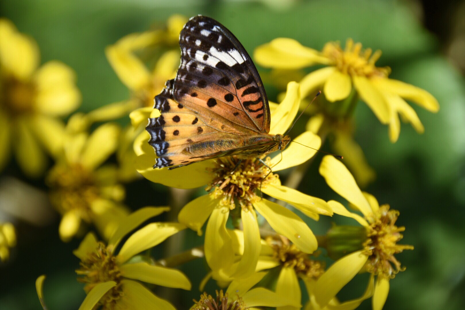 蝶舞千里光,蝶似花,花似蝶