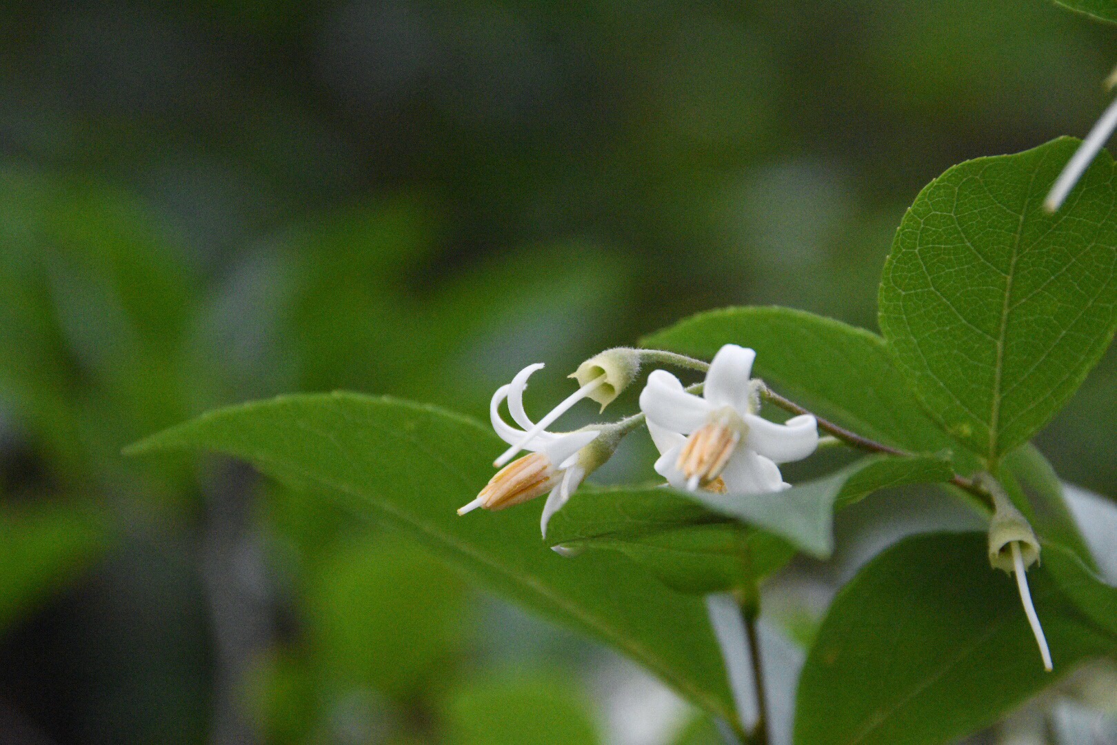 白花龙别称白野茉莉,叶可用于止血和生肌,消肿_高清图集_新浪网