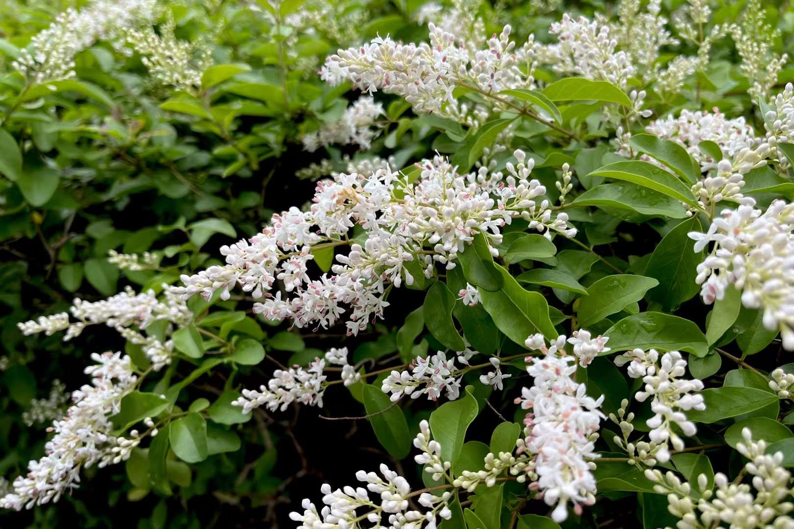 花淡香的小叶女贞__财经头条