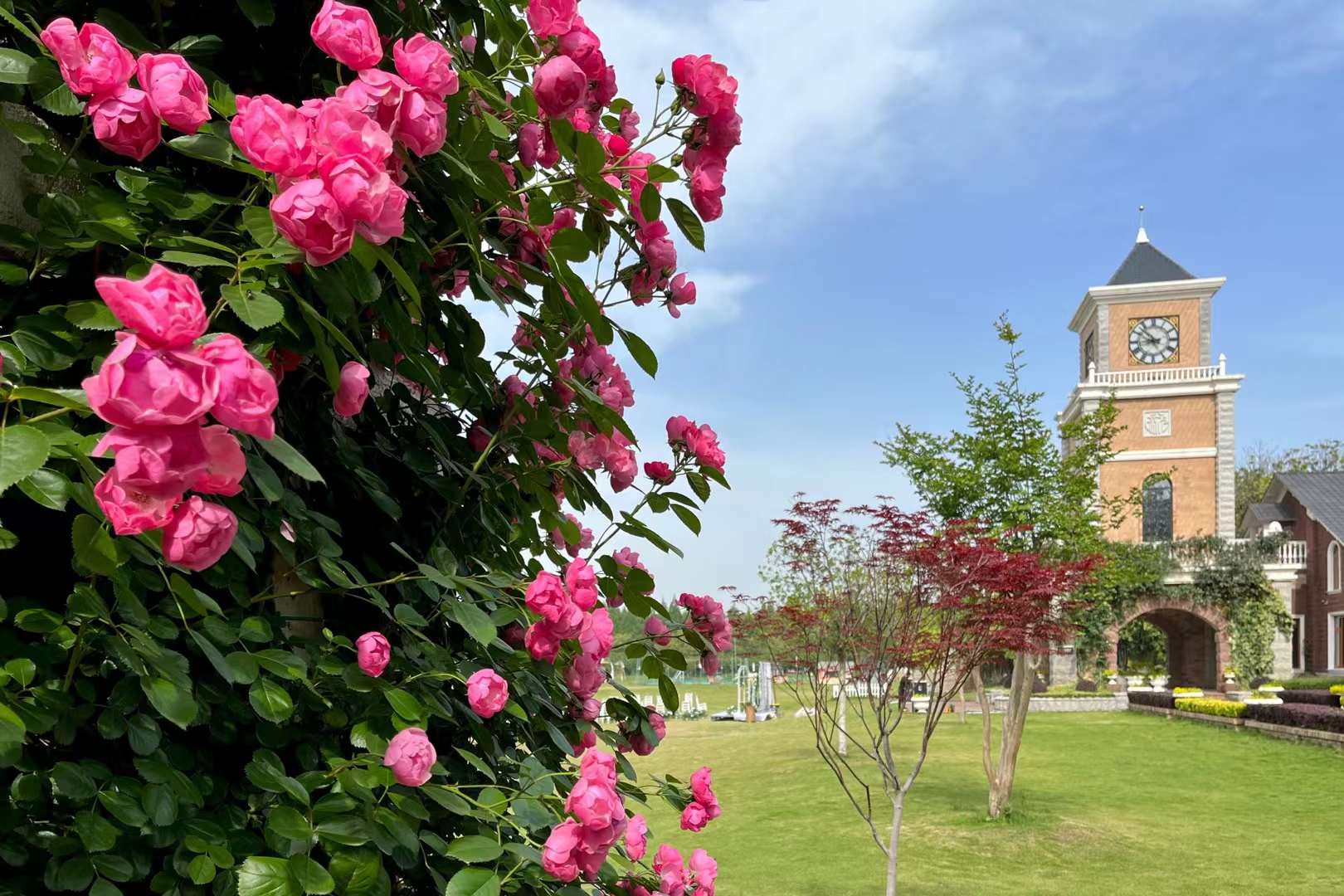 玫瑰 蔷薇 月季(武汉市新洲区香草伊甸园)