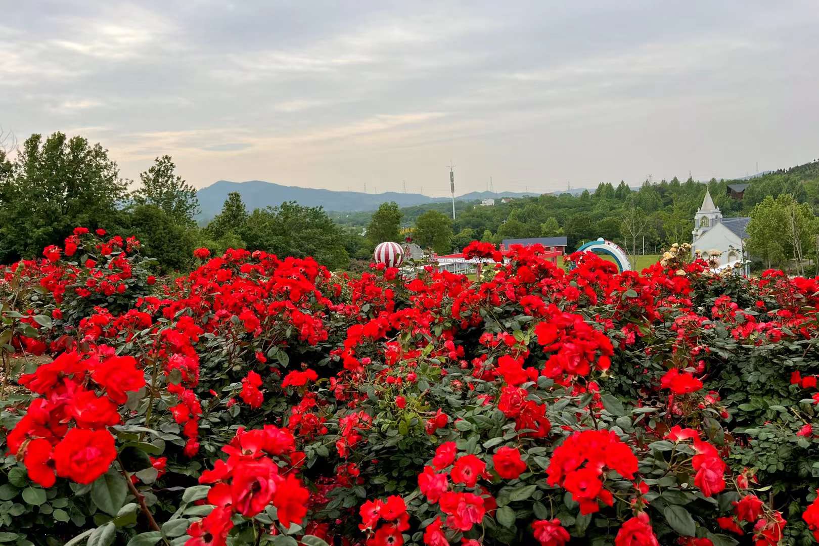 木兰玫瑰园(武汉市黄陂区)_高清图集_新浪网
