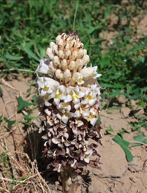 大芸花深度游,与你相约