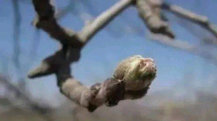 苹果树腋花芽 是留还是去 很重要 果农须知 财经头条 苹果树腋花芽 是留还是去 很重要 果农须知 财经头条