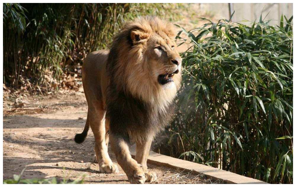 东北虎2分钟打趴非洲雄狮,实力证明谁才是大王,镜头拍下全过程