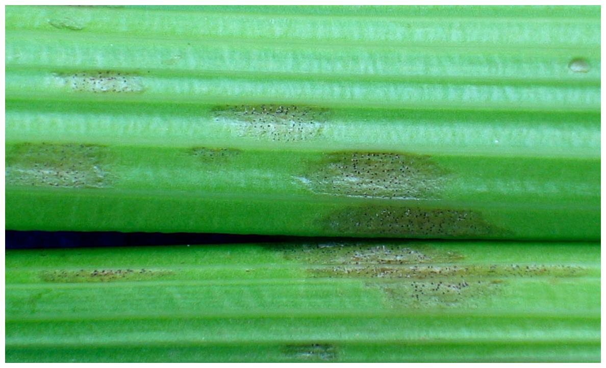 芹菜斑枯病防治日光温室冬季易发生需及时防治