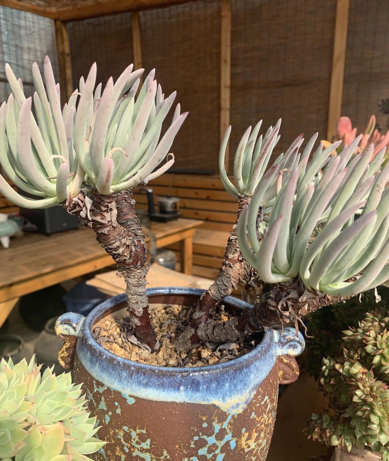 仙女杯爱杜丽丝,养了3年了,分享养护技巧,教你养成大老桩