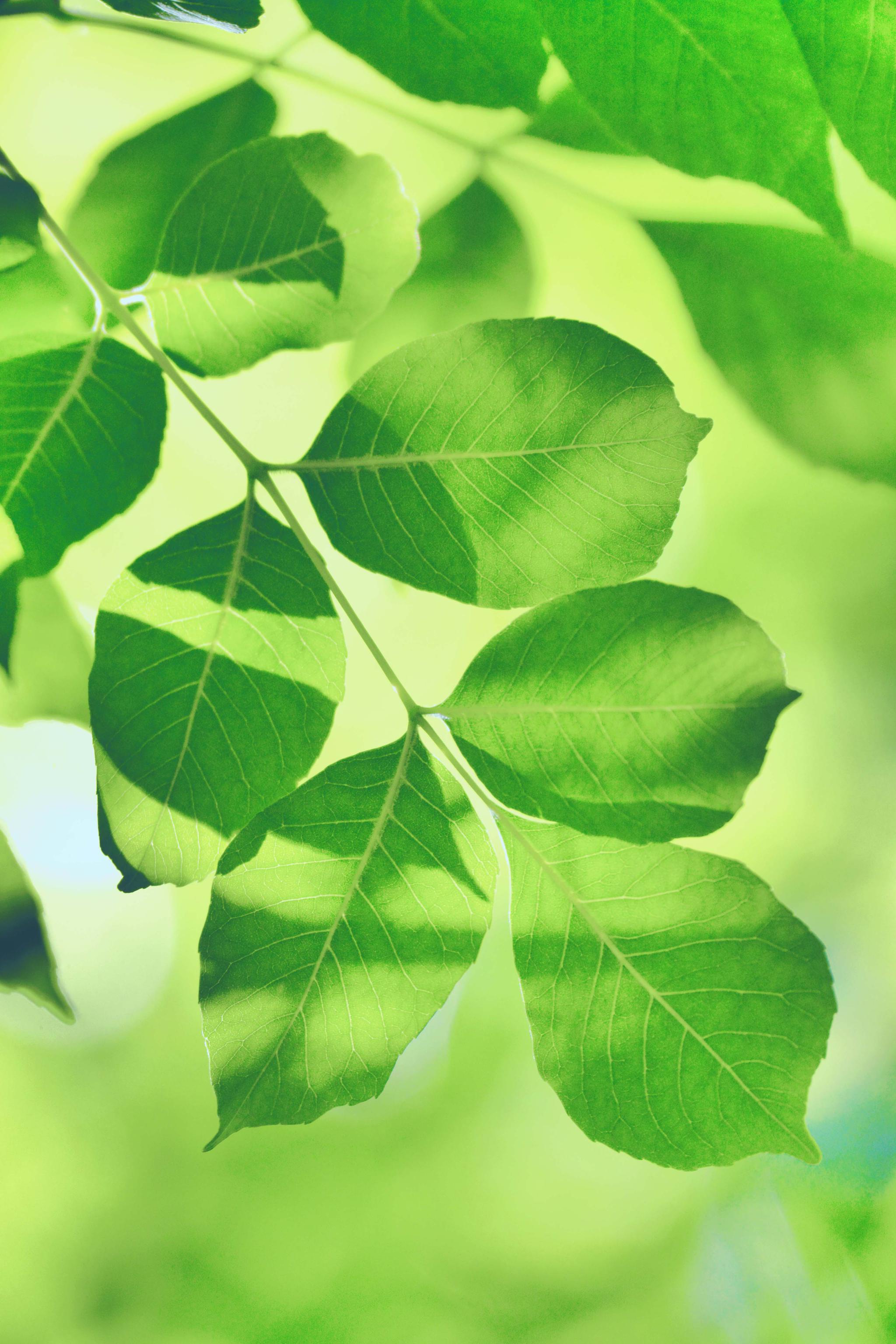 白蜡树的叶子,原创拍摄