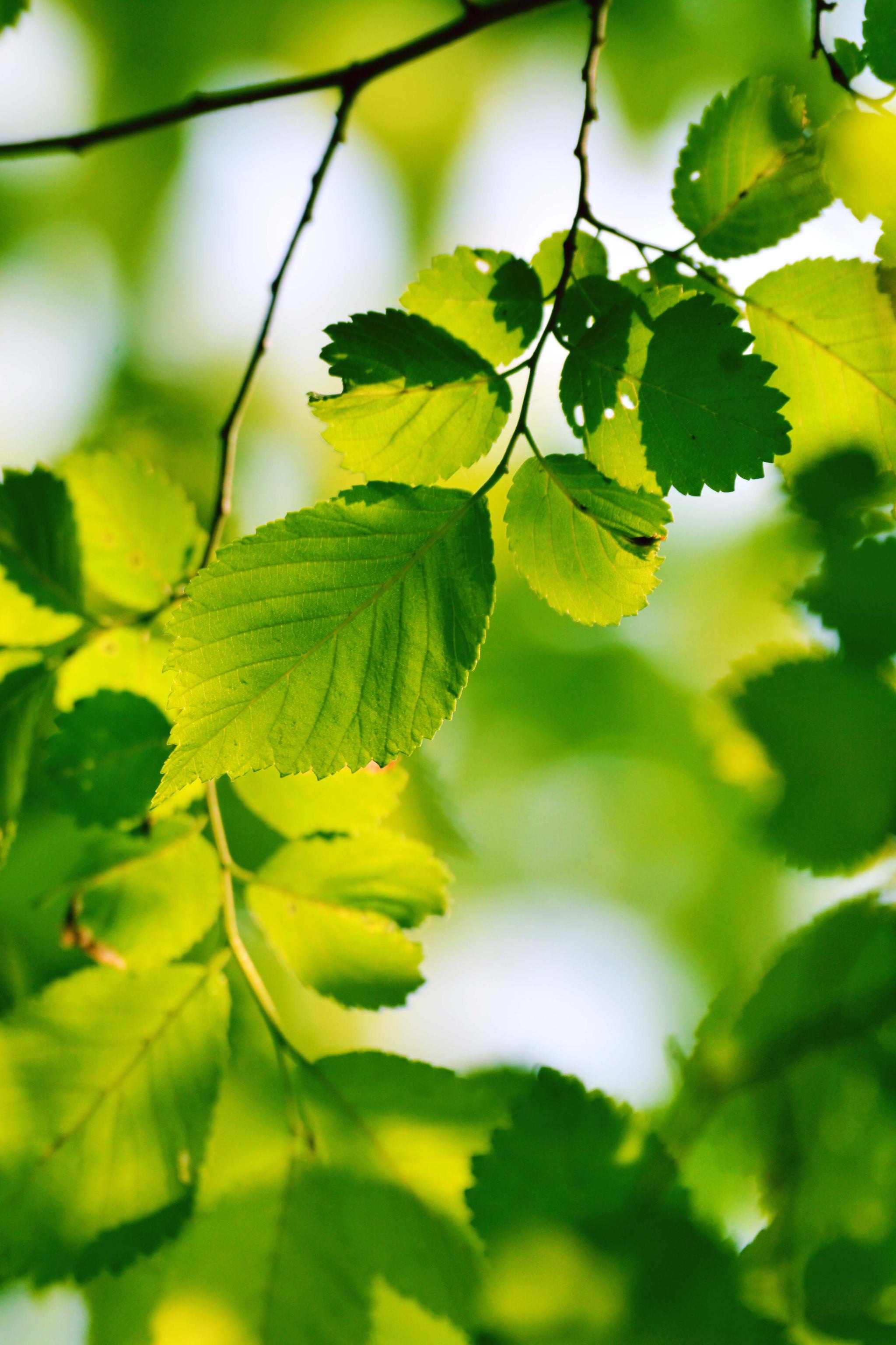 11/ 25春天的榆树叶,原创拍摄10/ 25春天的榆树叶