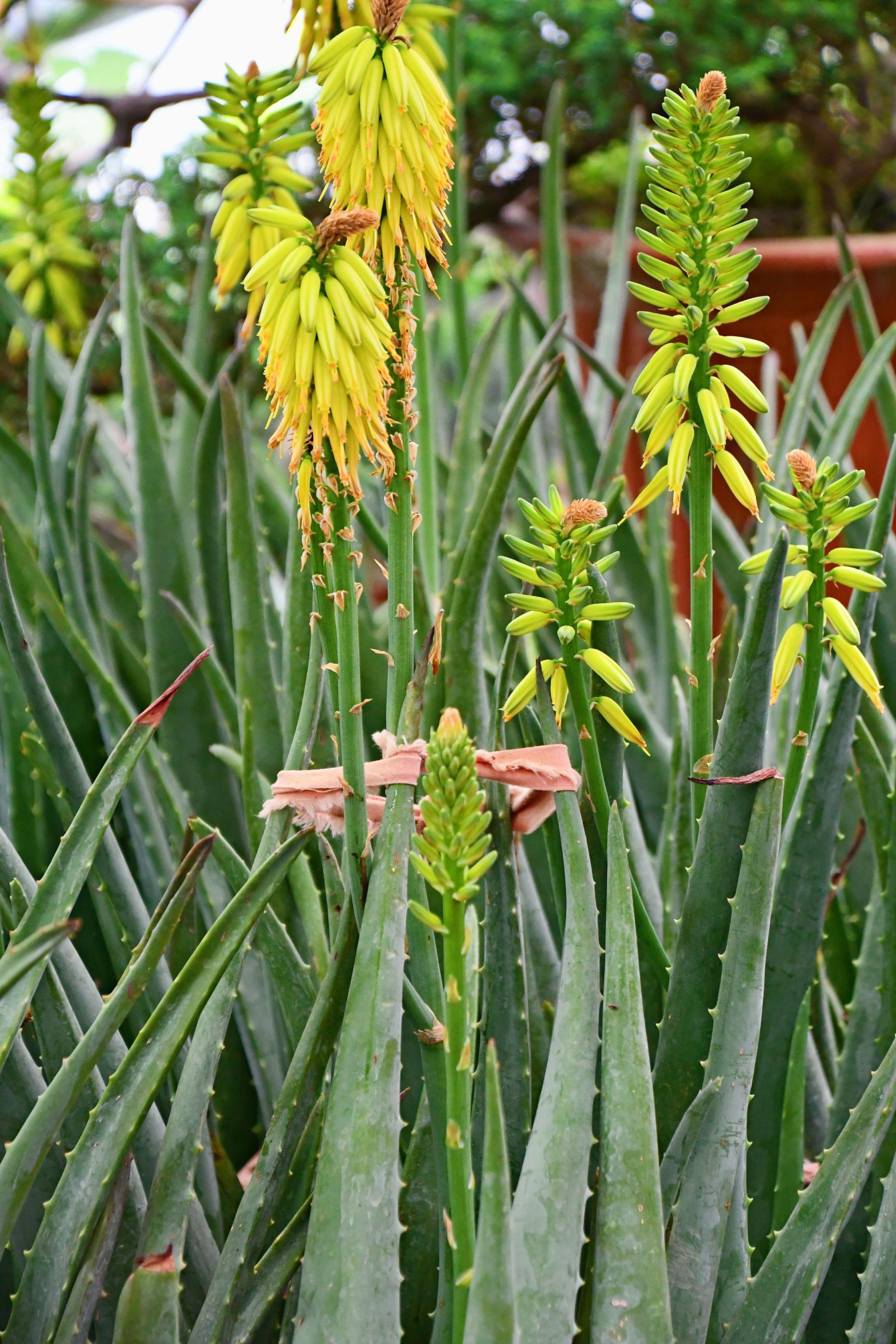 芦荟花原创拍摄