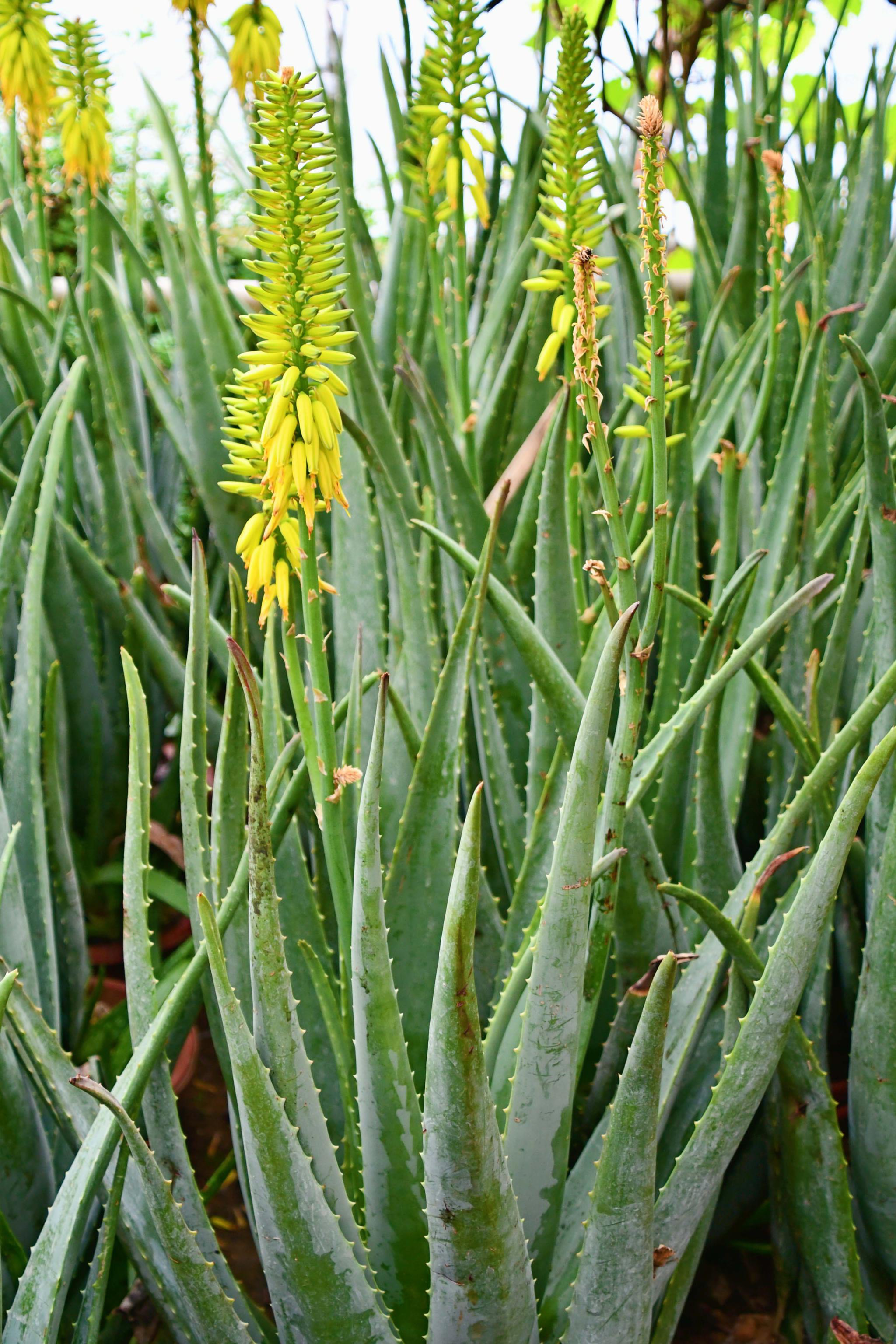 芦荟花原创拍摄