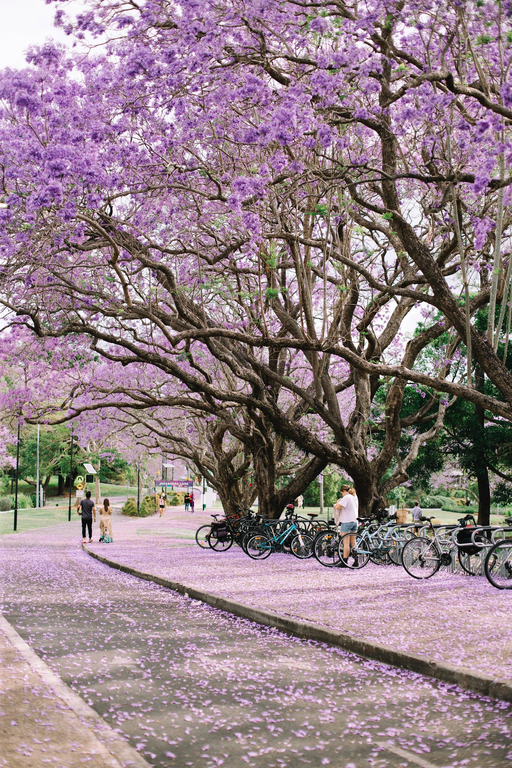 思窝星图腾:昆士兰大学赏蓝花楹,乱花渐欲迷人眼
