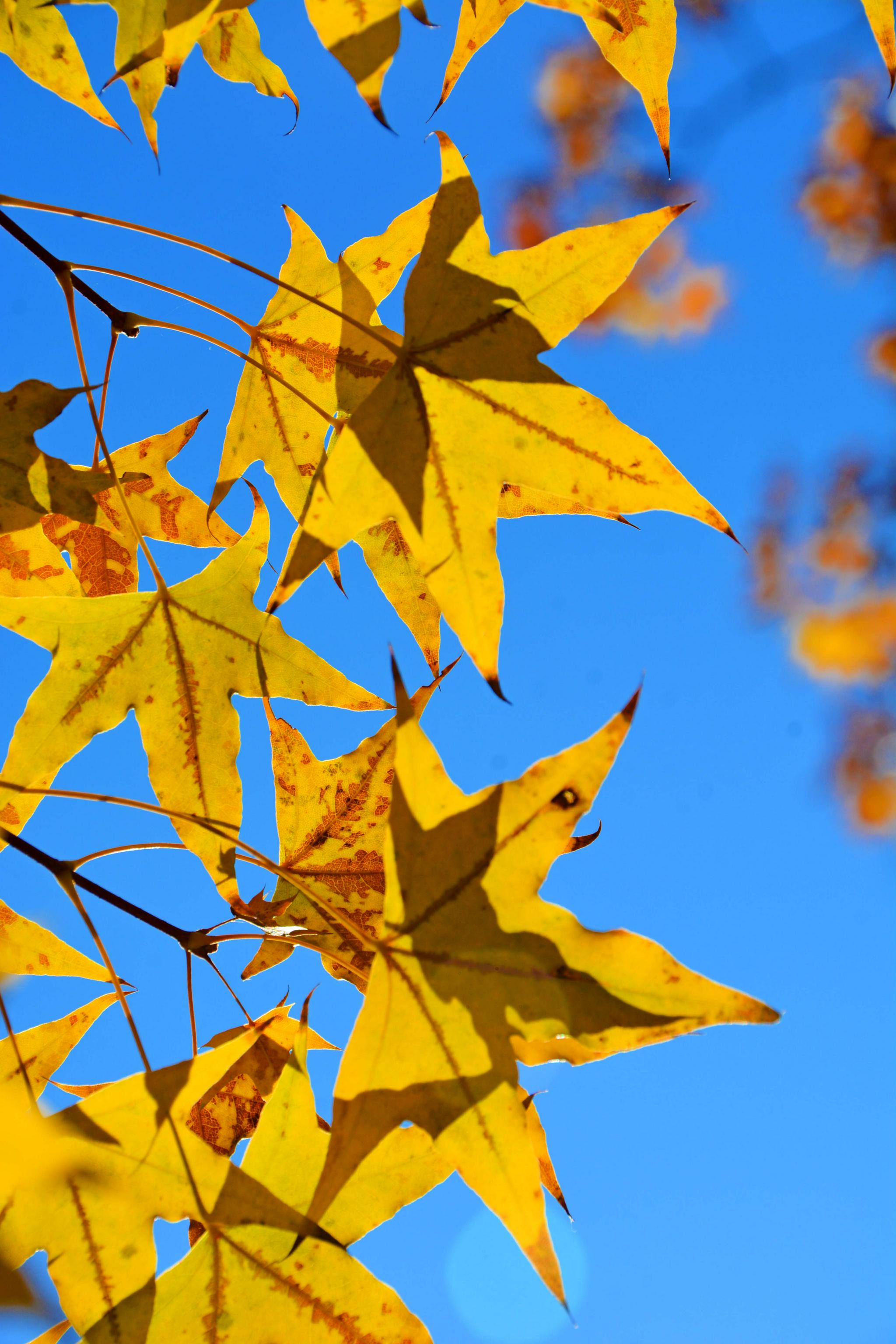 五角枫树叶(五角枫树叶干枯是什么原因)