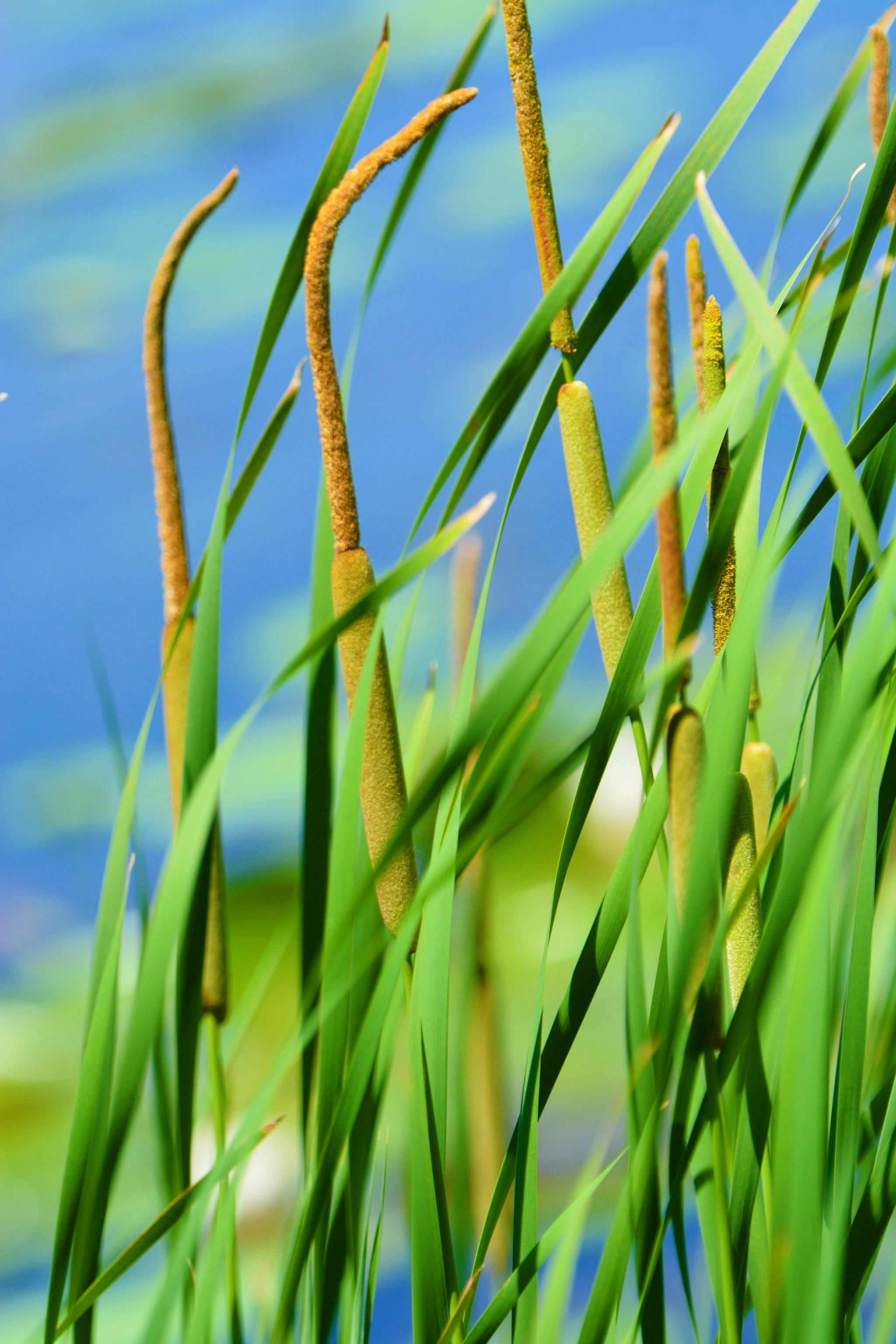 嫩蒲草棒原创拍摄