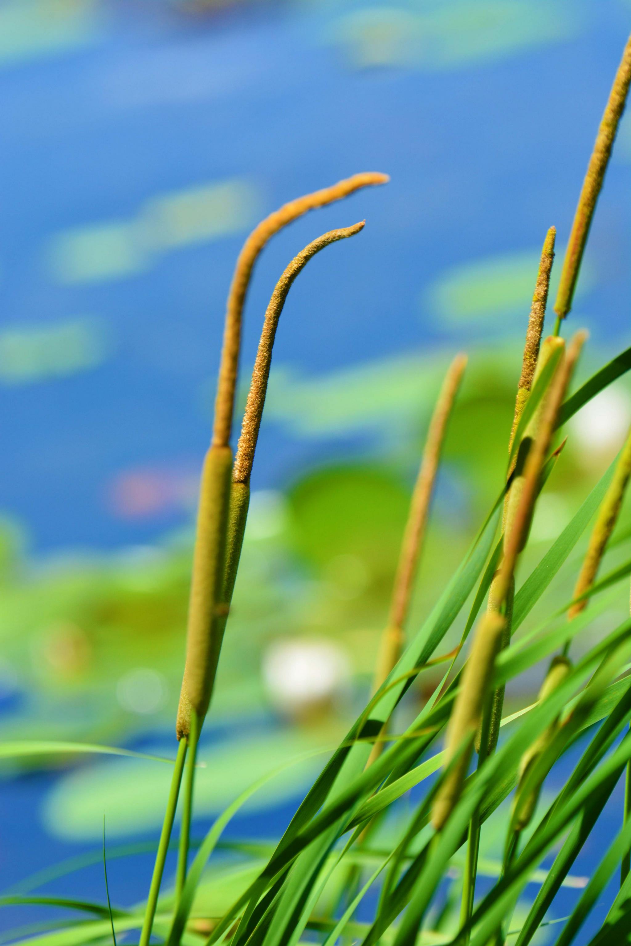 嫩蒲草棒原创拍摄