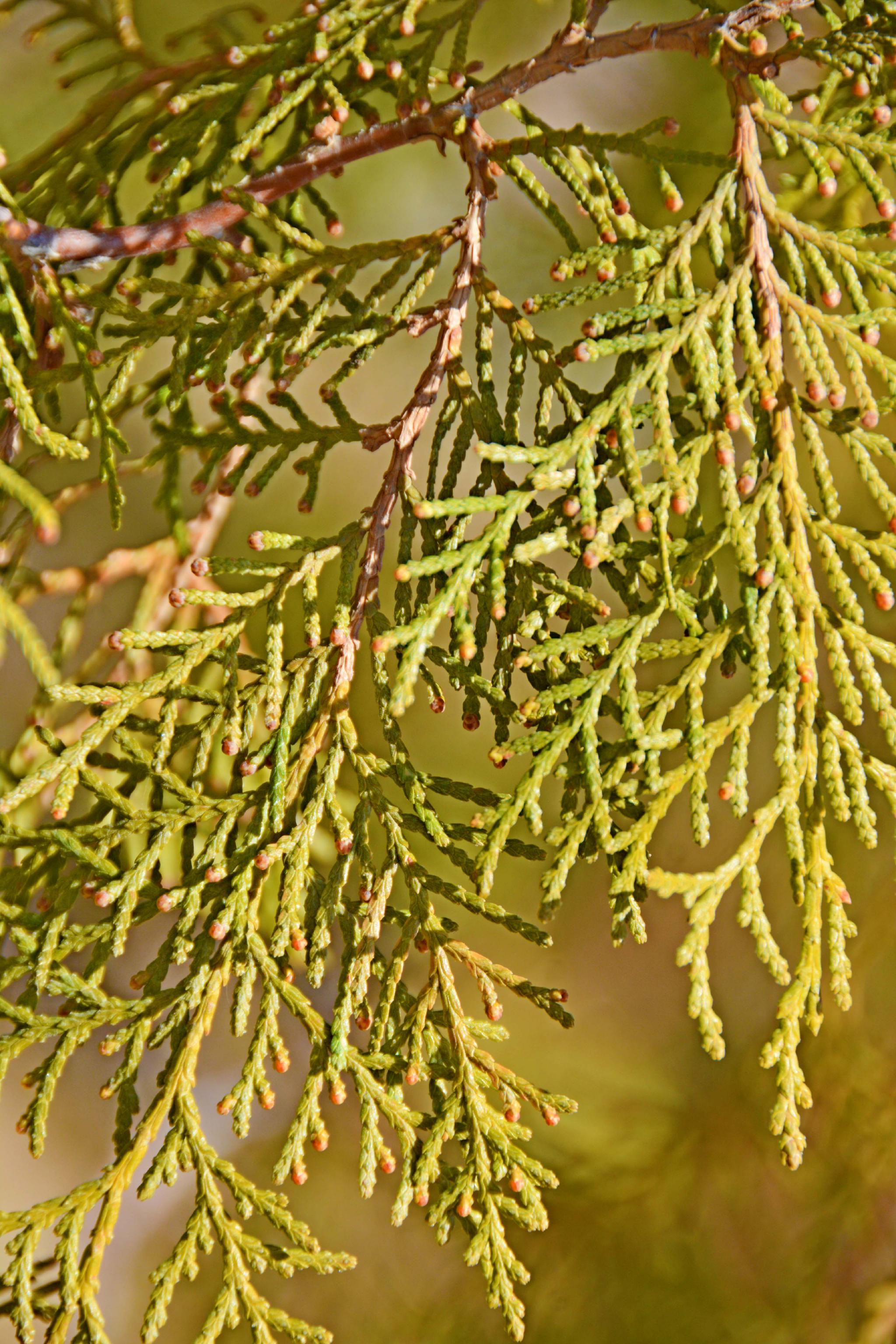 侧柏叶片,原创拍摄__财经头条