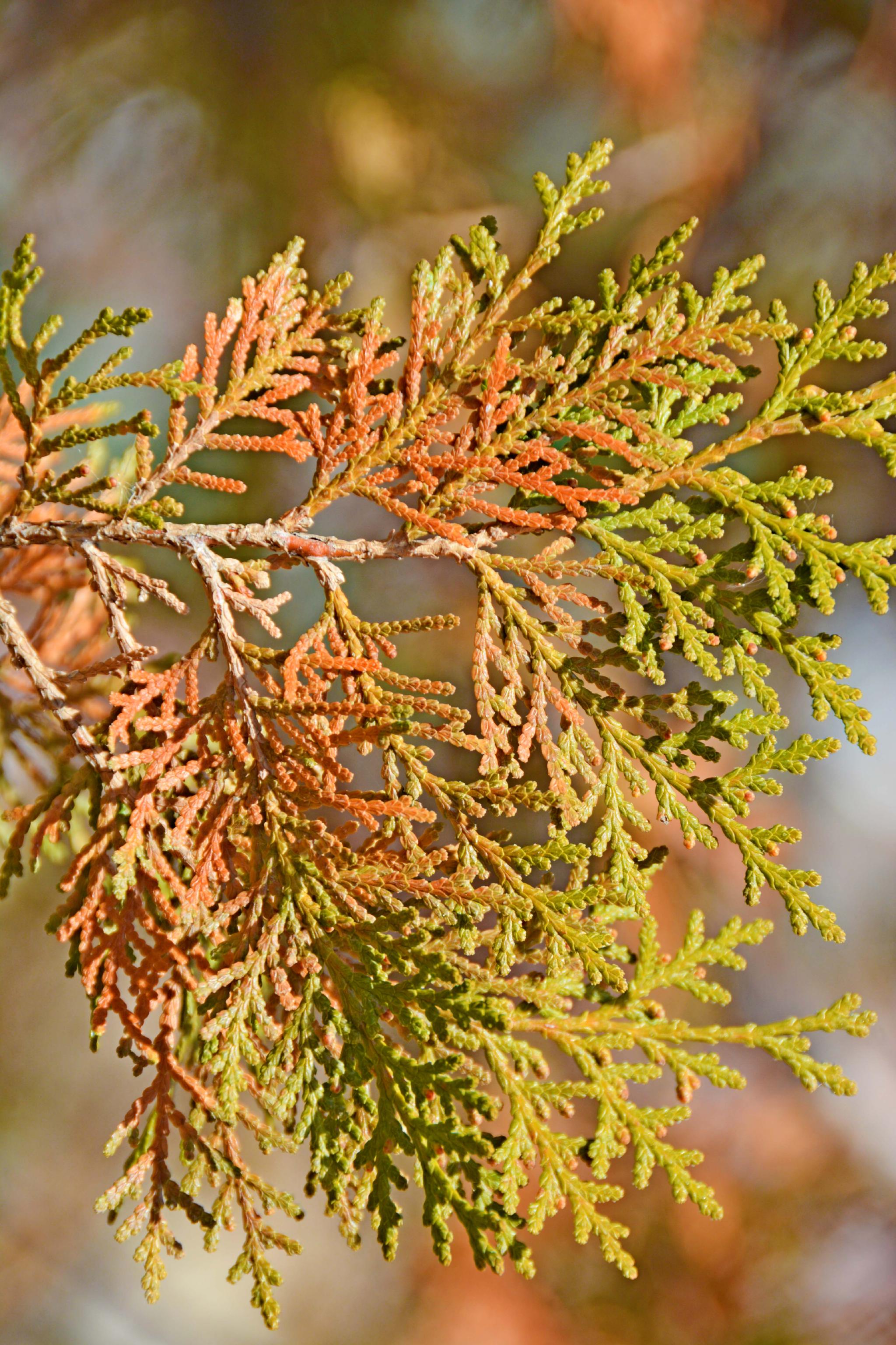 侧柏叶片,原创拍摄__财经头条