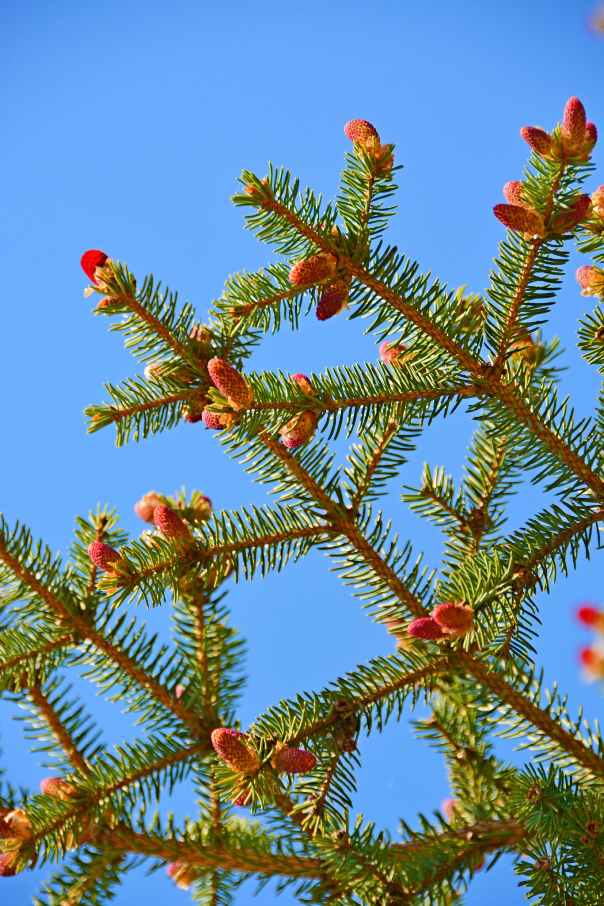一种杉树花,原创拍摄__财经头条