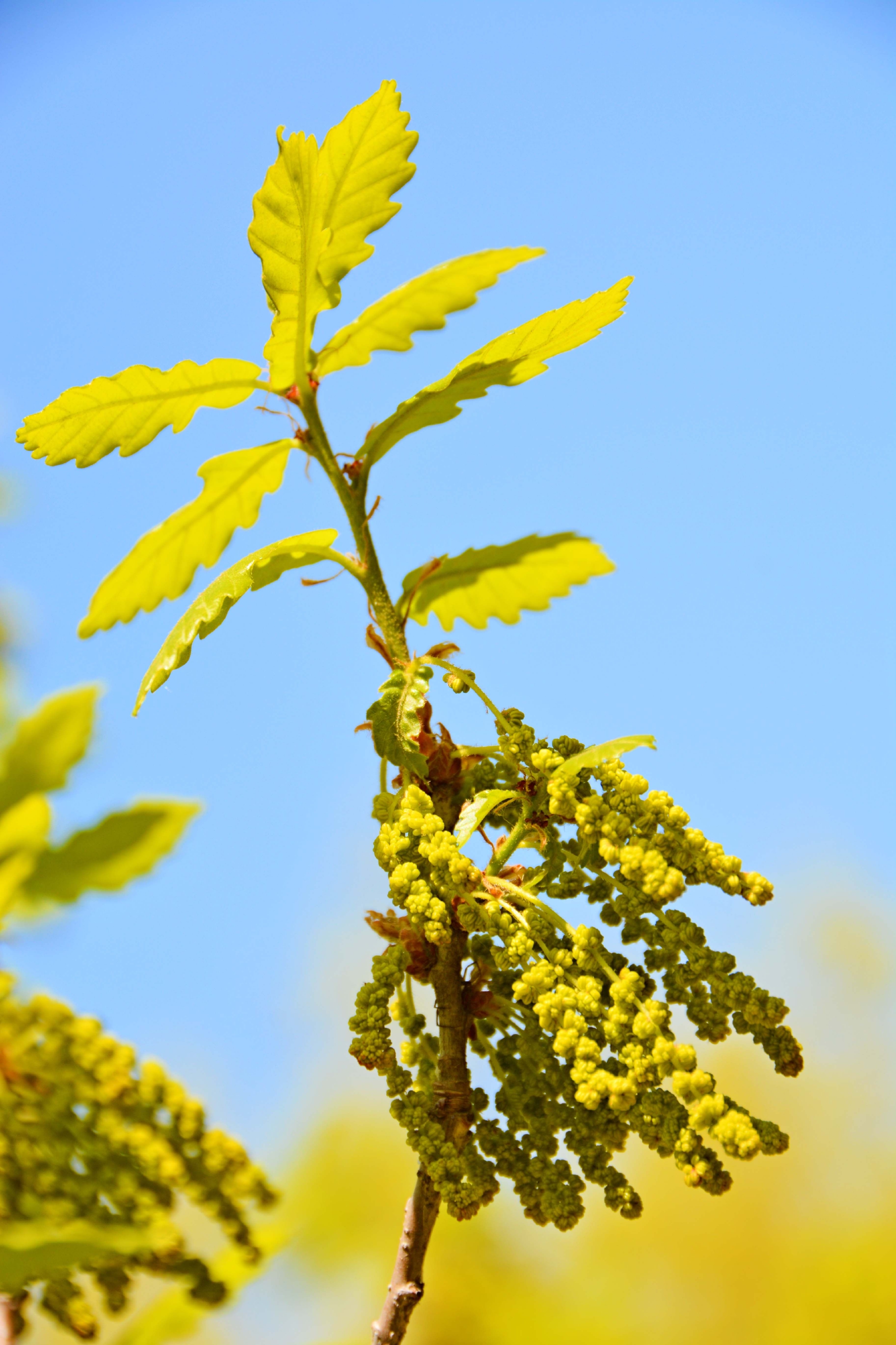 春天蒙古栎树花,原创拍摄
