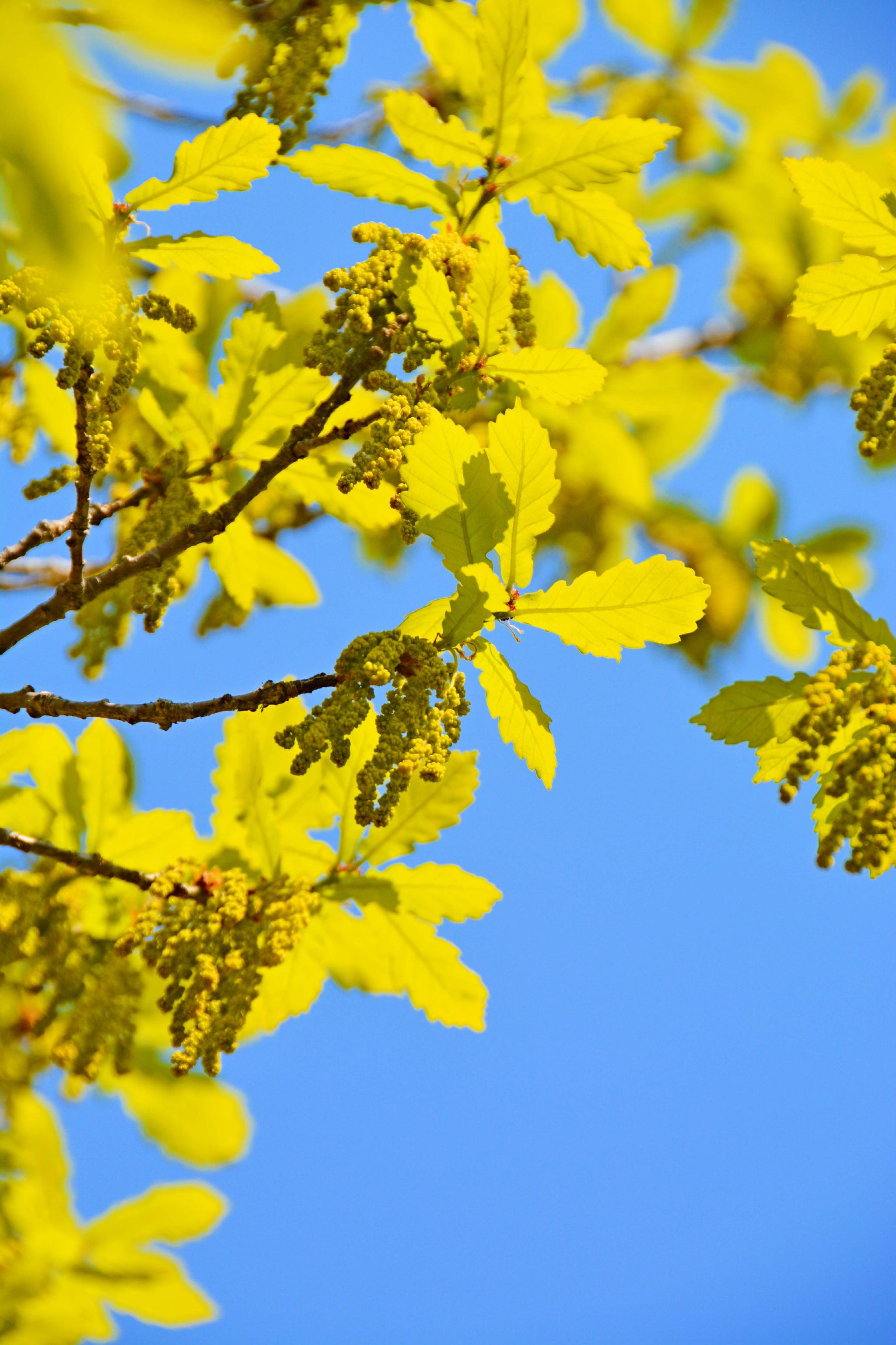 春天蒙古栎树花,原创拍摄