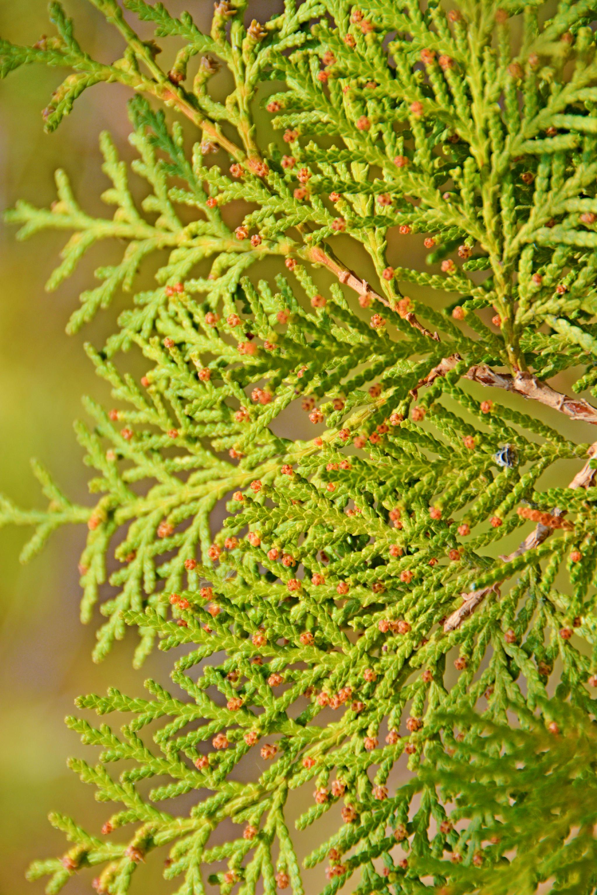 侧柏树叶,原创拍摄__财经头条
