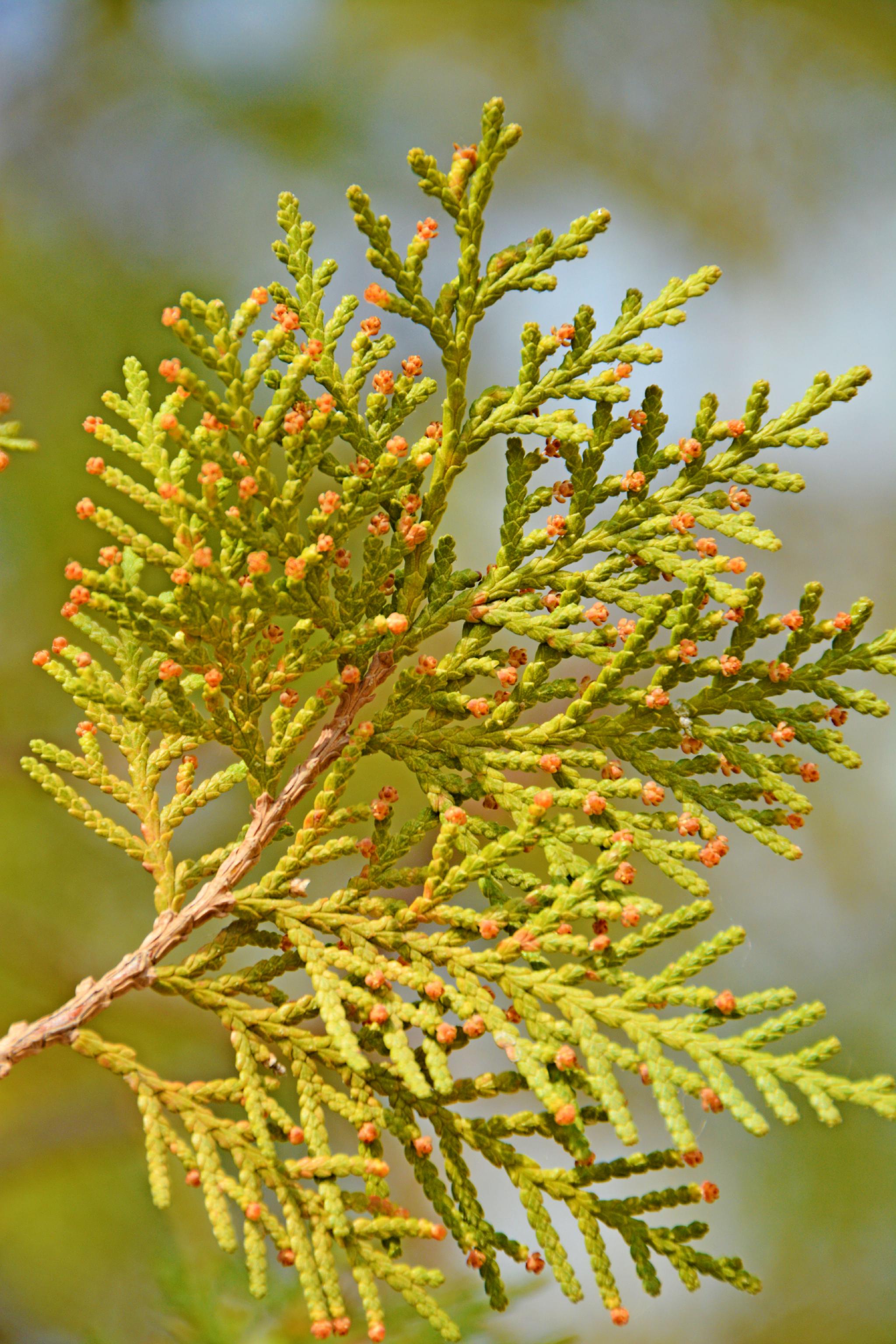 侧柏树叶原创拍摄