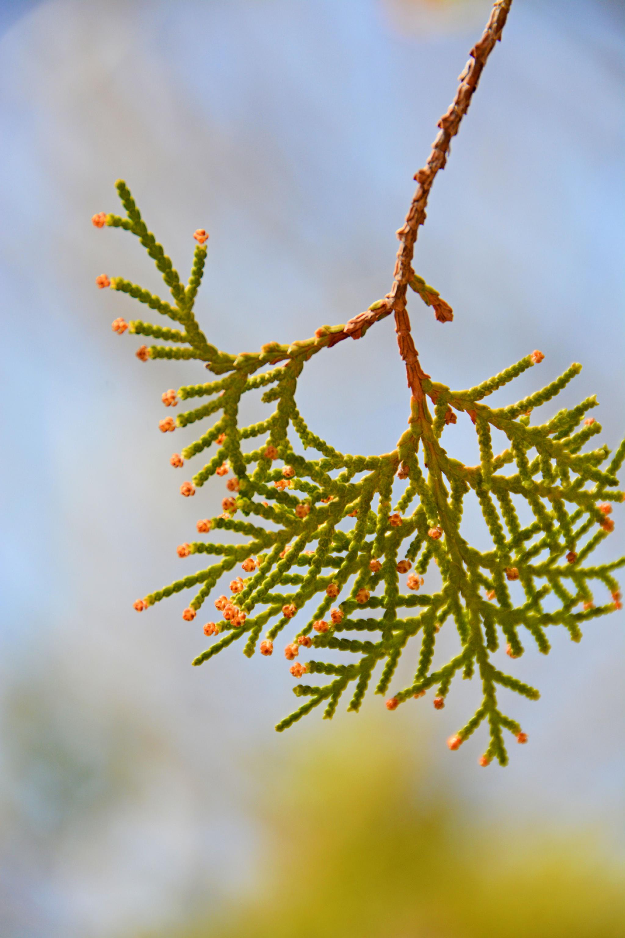 侧柏树叶原创拍摄