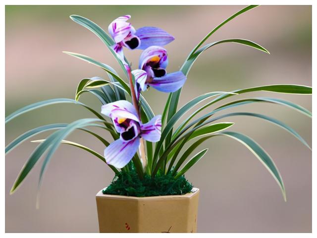 此兰寓意“紫气东来”,花色新奇,兰香浓郁,开花勤快,养兰首选|荷兰|花色|兰花_新浪新闻