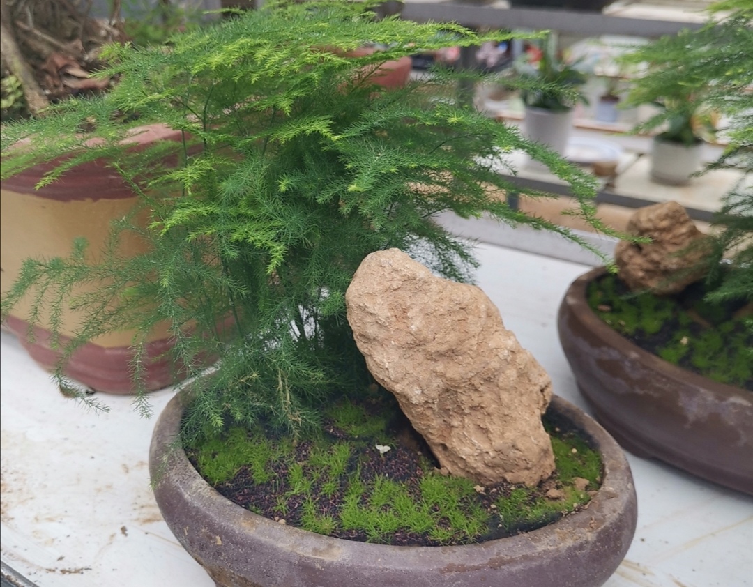 文竹盆景怎样防止枝叶徒长保持株型低矮姿态优美