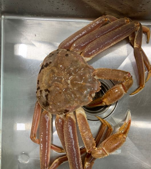 焗烤松叶蟹的做法_高清图集_新浪网