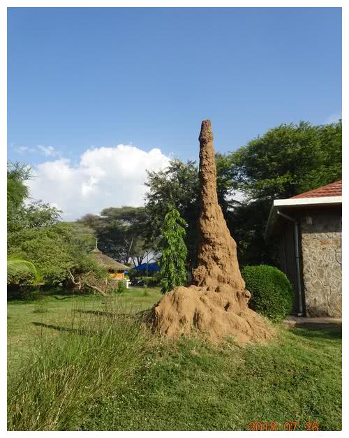 解析蚁塔之谜 唾液拌面粉粘合成