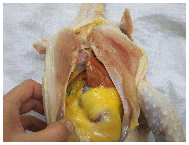 45天出笼的是激素鸡?营养价值还不如土鸡?真的一口都不能吃吗