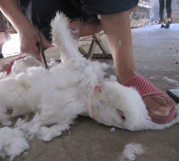 安哥拉兔浑身长毛,看起来像一颗圆球,剃毛后却出人意料!