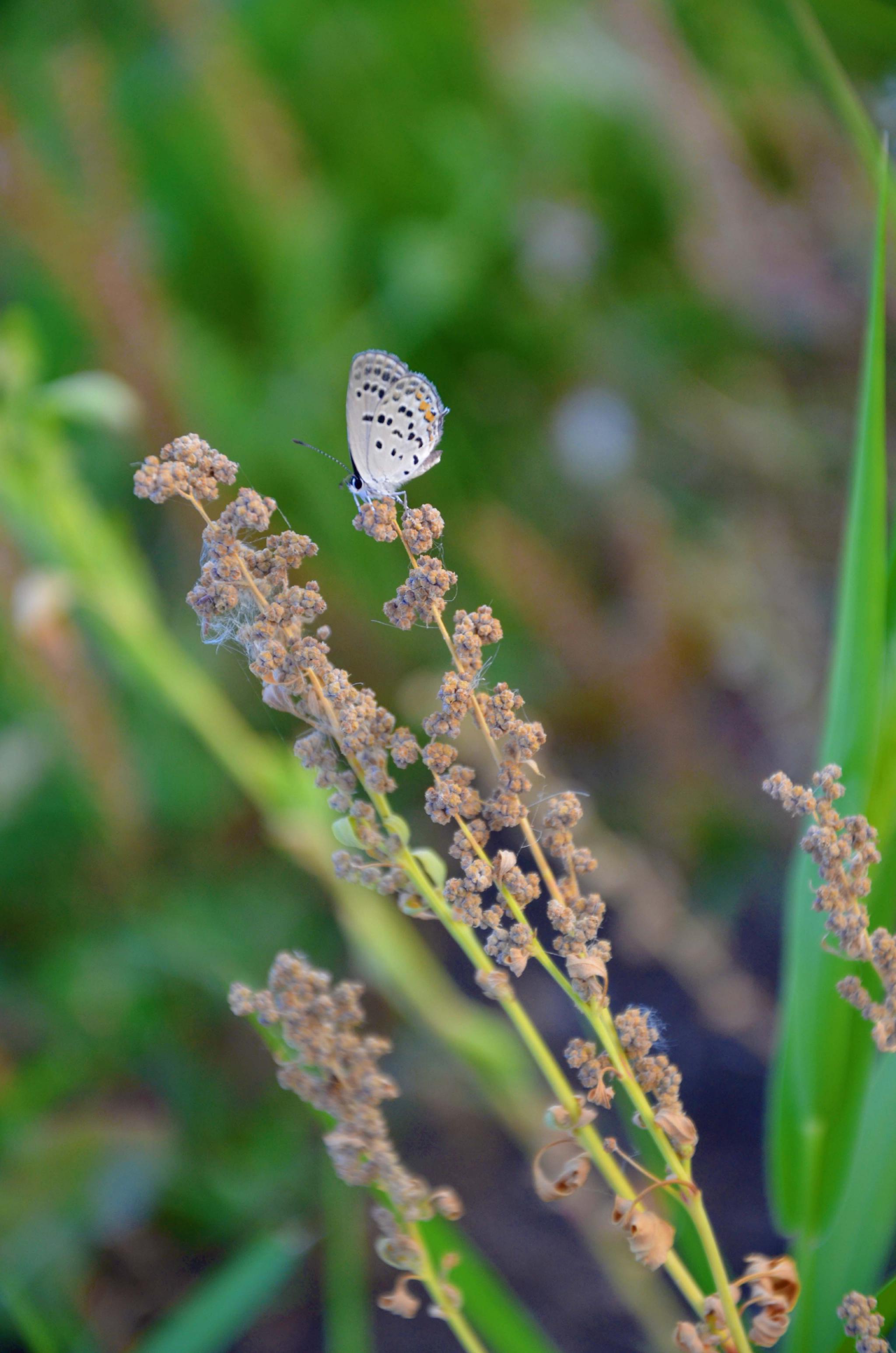 酢浆灰蝶原创拍摄
