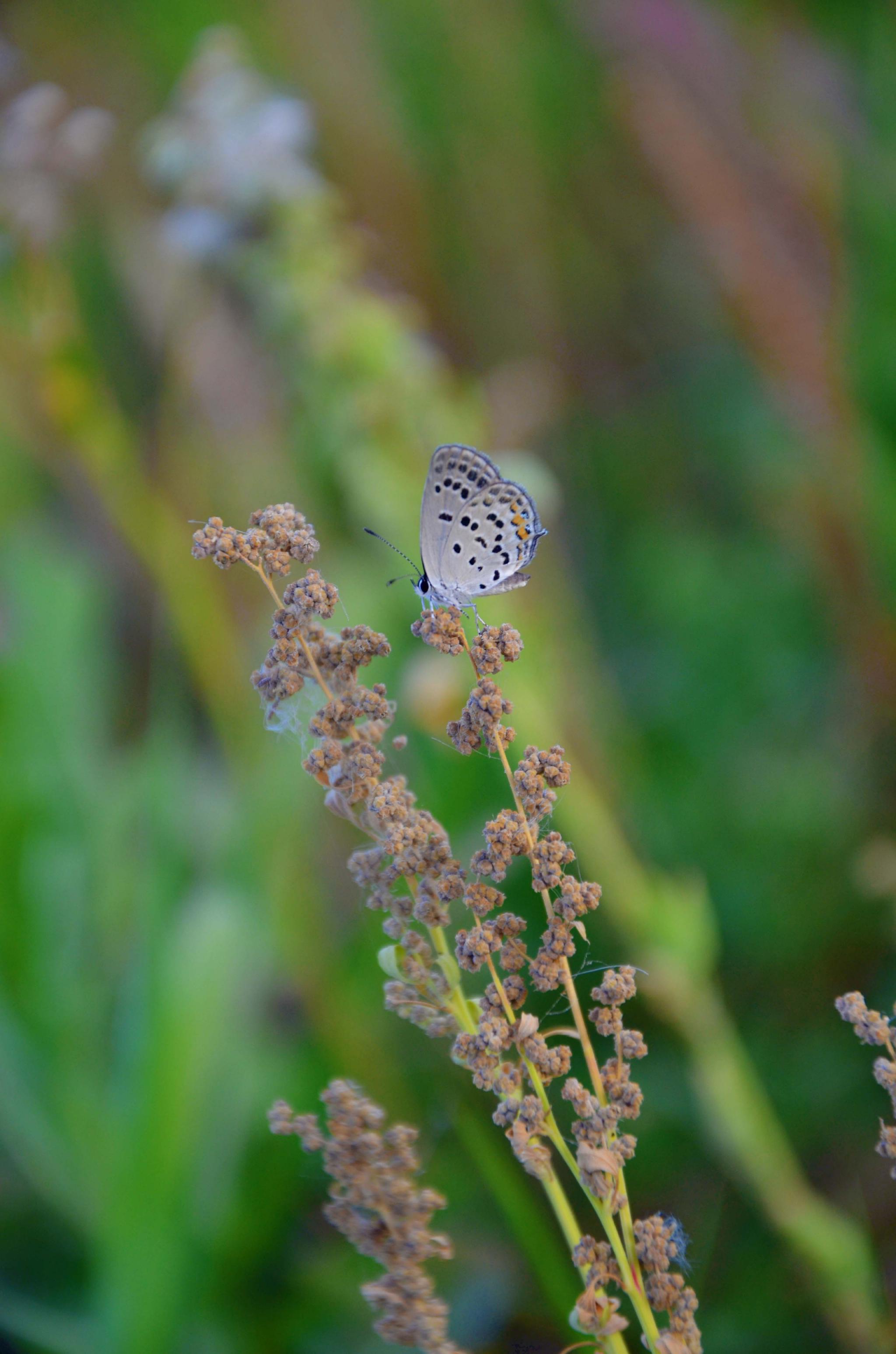 酢浆灰蝶原创拍摄