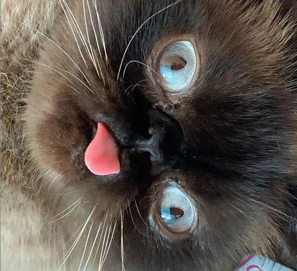 暹罗猫总是吐舌扮鬼脸,主人急忙送医,答复竟然是