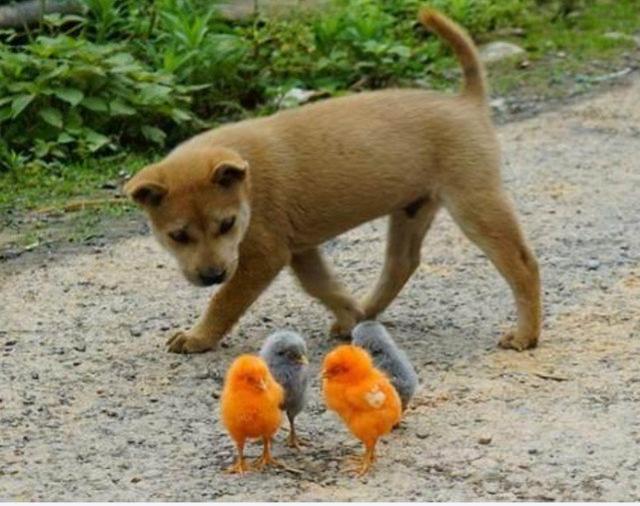 家里多了一窝小鸡,土狗故意踩住小鸡来挑逗,场面太有喜感__财经头条