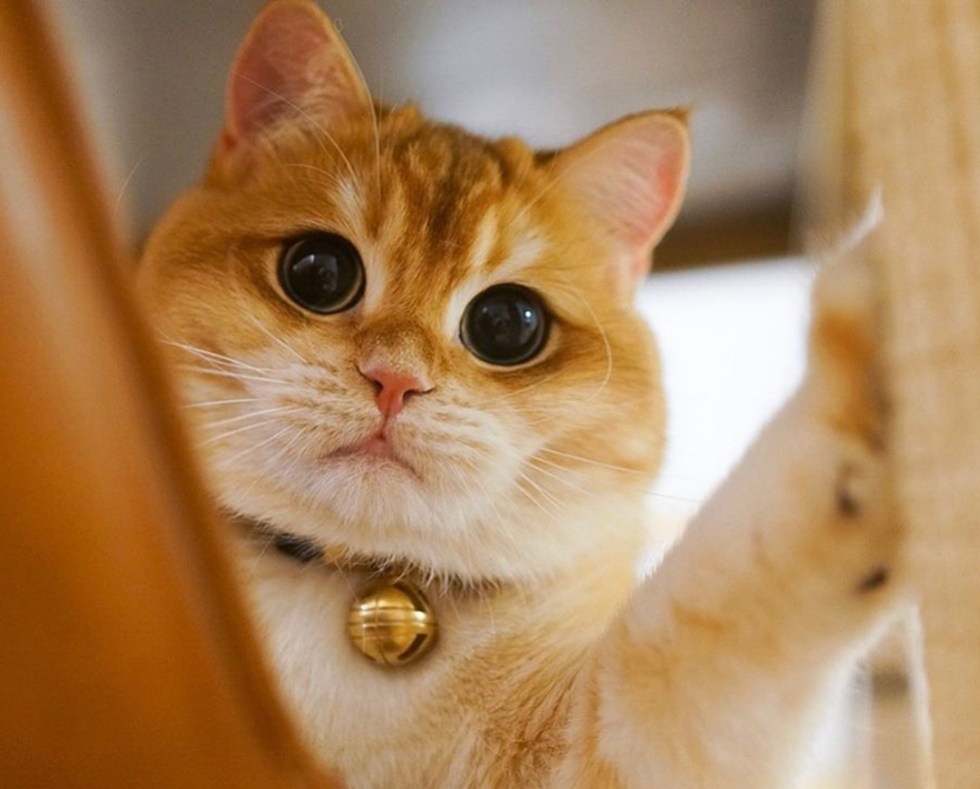 这金灿灿的金渐层小猫咪这么漂亮是镀金了吧!