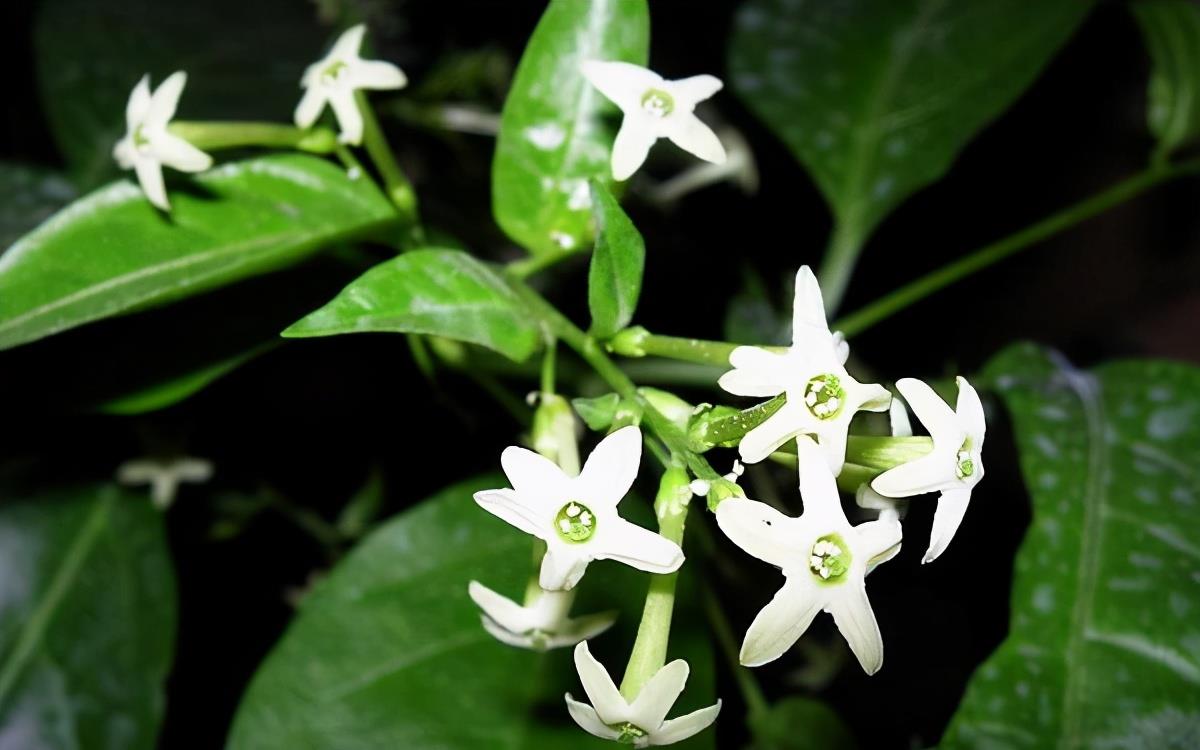 春末入手1盆夜来香,花香浓郁又好闻,夏季放窗口还能驱蚊蝇_高清图集