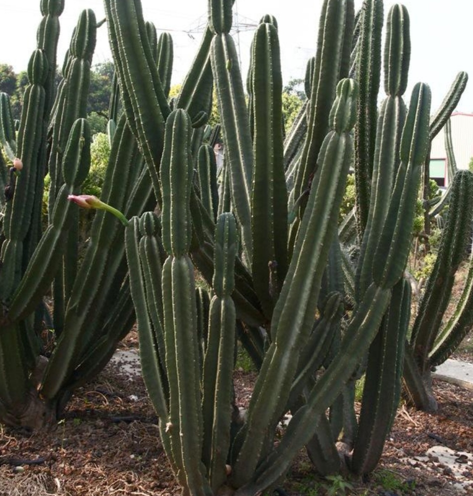 1种仙人掌科植物株形高大挺拔养在家里威武又霸气