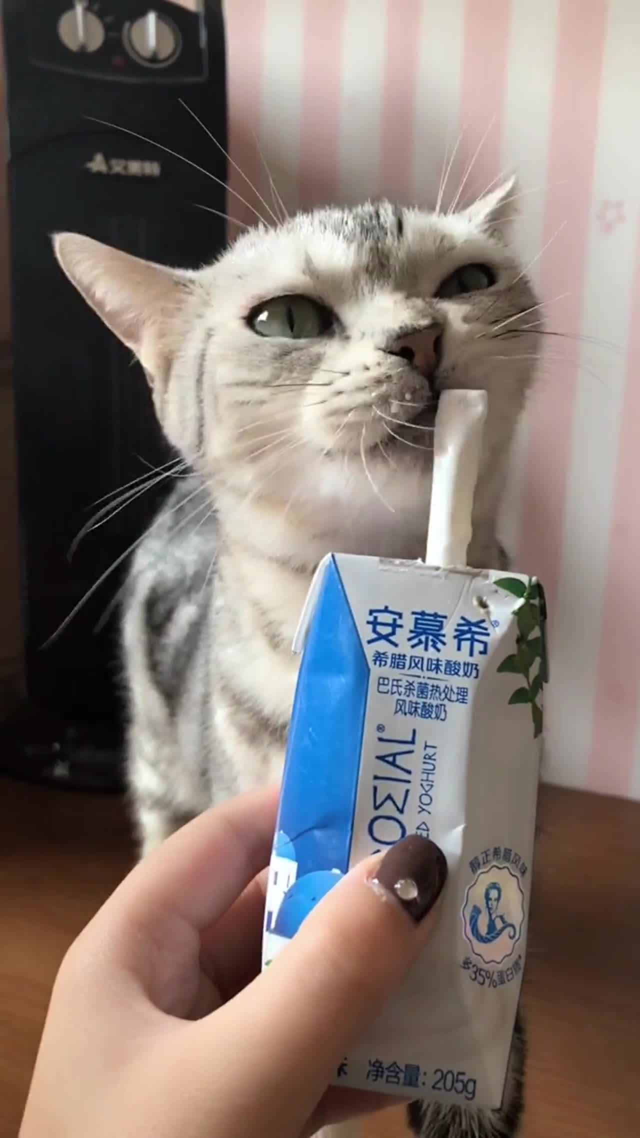 当安慕希和猫在一起发生的故事,安慕希应该让你去代言啦_新浪新闻