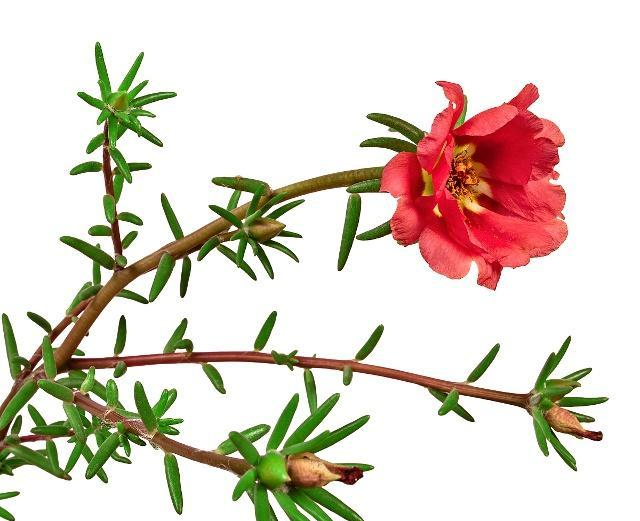 怎样把太阳花养成老桩 3步工作不要少 一株就能开满盆 太阳花 宿根 分枝 新浪新闻