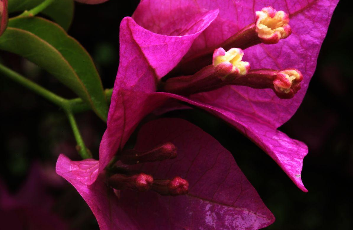 花期有几件事不能做,要记住了|三角梅|花蕾|土壤_新浪新闻