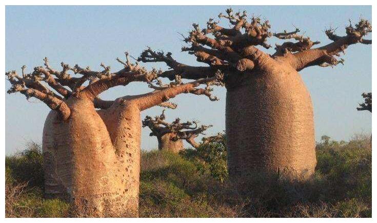 菠萝蜜面包树果哪个好吃 大叶榕菠萝蜜区别怎么看