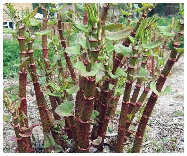 农村有种叫做酸筒杆野草吃了一次就一辈子忘不掉