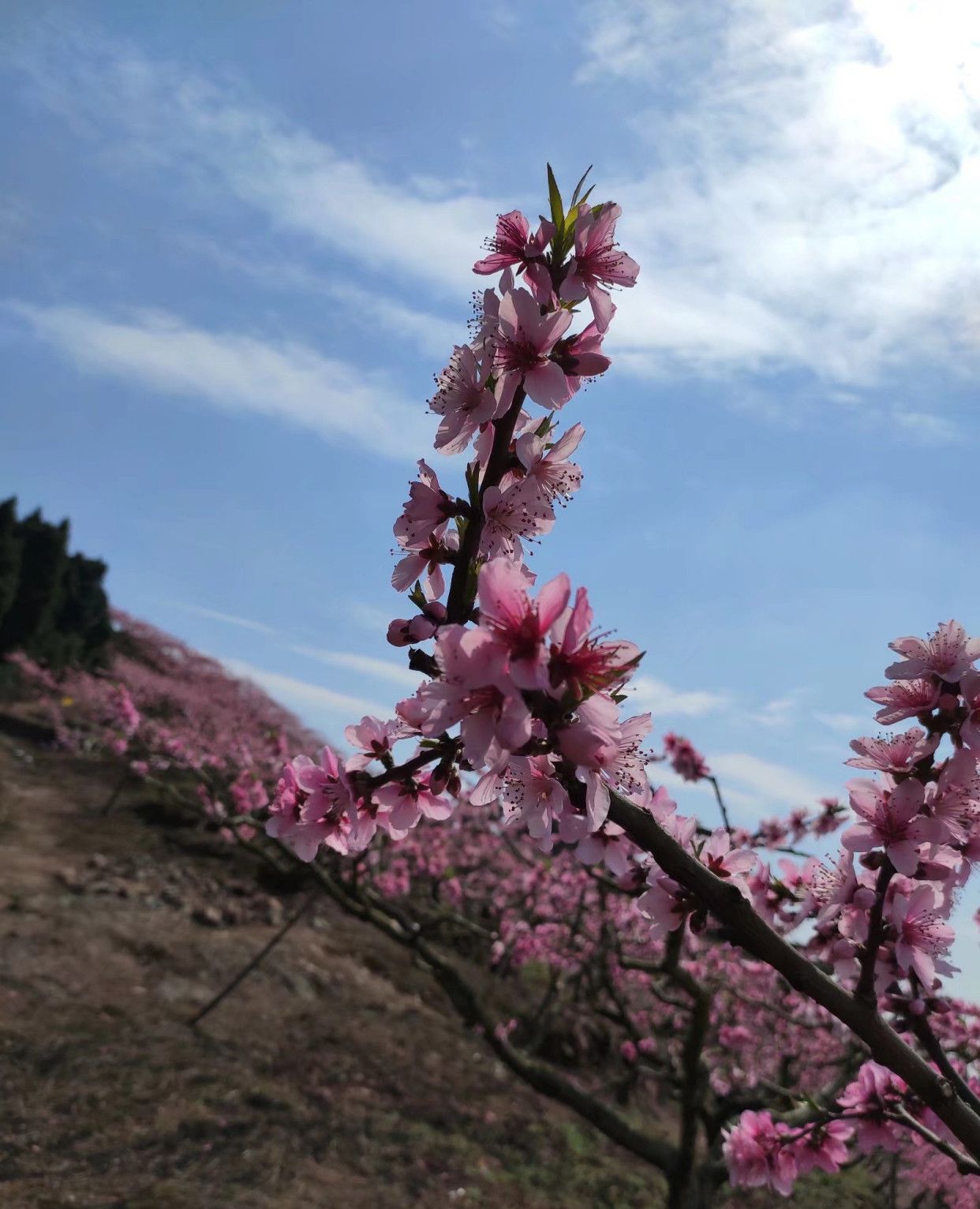 龙泉桃花故里景区随拍