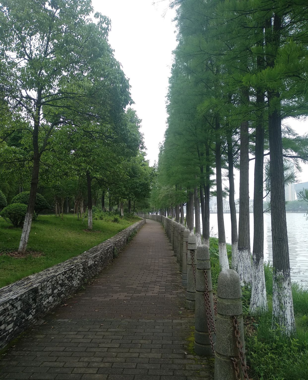 新余市北湖公园2020年初夏景象